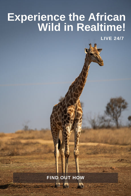 Experience the Magic of the African Wild in Real Time - Great Plains