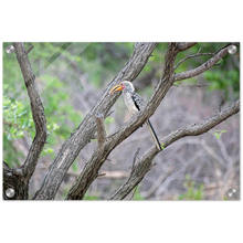 Load image into Gallery viewer, Acrylic Print | Africa (Botswana) - Hornbill
