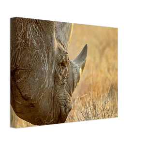 Canvas | Africa (Botswana) - Rhino (Late Afternoon Graze)