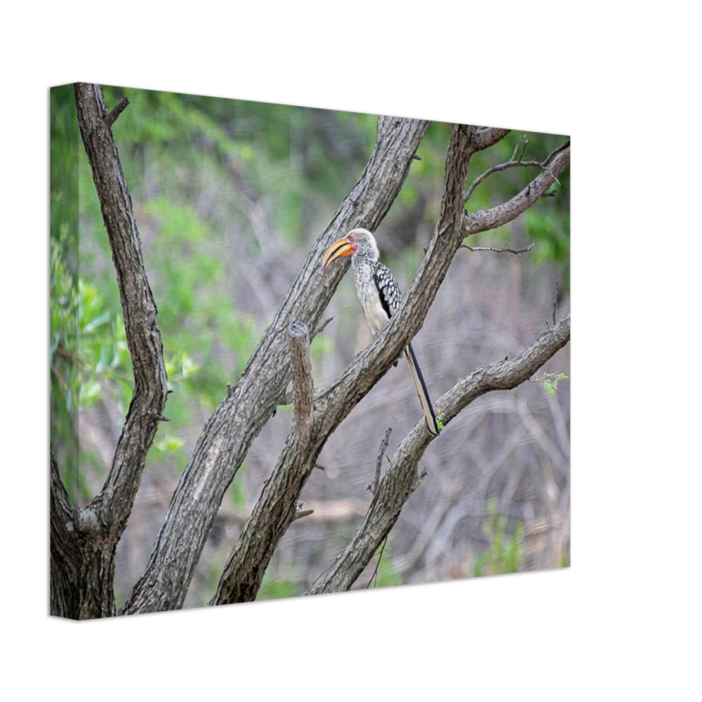 Canvas | Africa (Botswana) - Hornbill