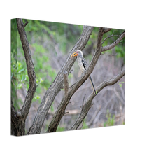 Load image into Gallery viewer, Canvas | Africa (Botswana) - Hornbill
