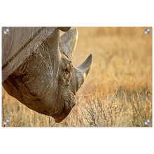 Load image into Gallery viewer, Acrylic Print | Africa (Botswana) - Rhino (Late Afternoon Graze)

