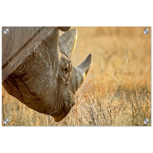 Acrylic Print | Africa (Botswana) - Rhino (Late Afternoon Graze)
