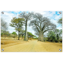 Load image into Gallery viewer, Acrylic Print | Africa (Botswana) - Baobabs
