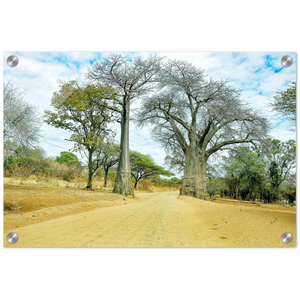 Acrylic Print | Africa (Botswana) - Baobabs