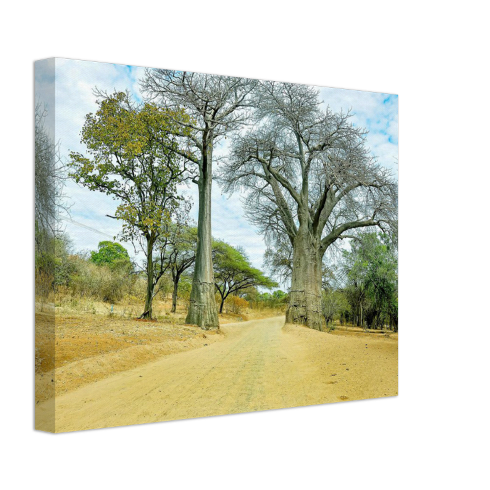Canvas | Africa (Botswana) - Baobabs